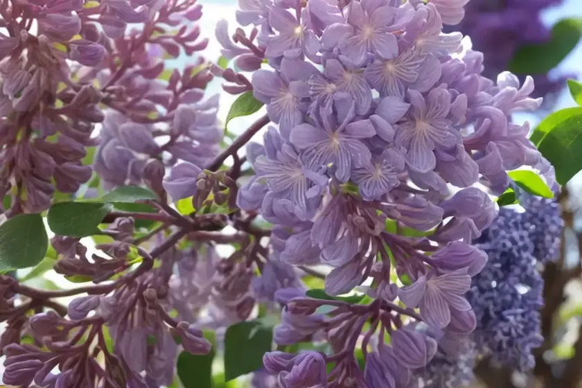 Syringa x hyacinthiflora ‘pocahontas’ (early flowering lilac) — photo 3
