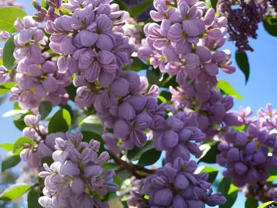 Syringa X Hyacinthiflora ‘Pocahontas’ (Early Flowering Lilac)