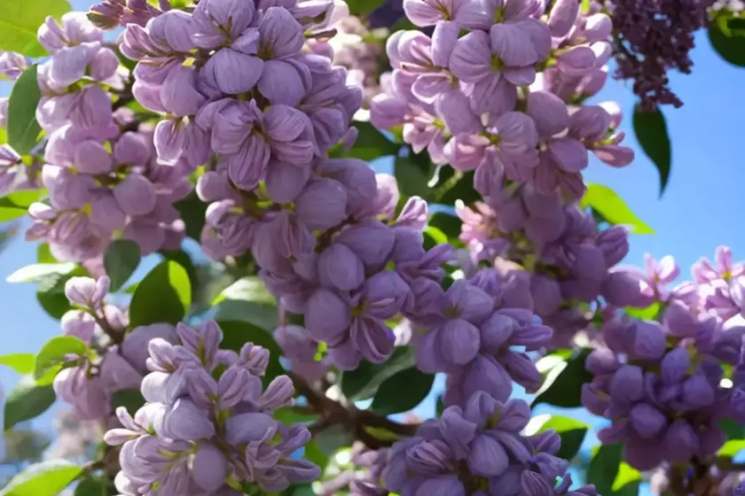 Syringa x hyacinthiflora ‘pocahontas’ (early flowering lilac)