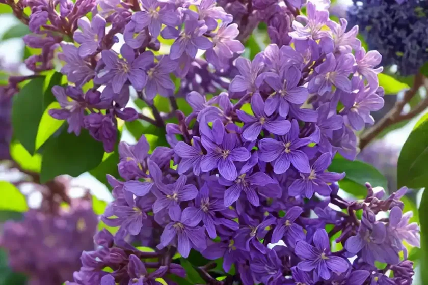 Syringa x hyacinthiflora ‘royal purple’ (early flowering lilac) — photo 2