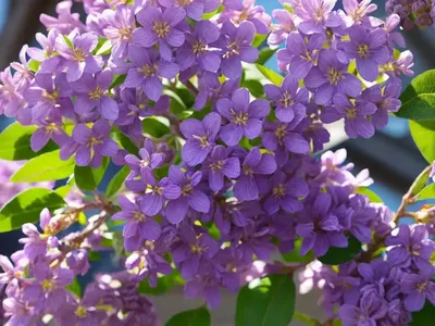 Syringa X Hyacinthiflora ‘Royal Purple’ (Early Flowering Lilac)