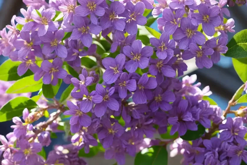 Syringa x hyacinthiflora ‘royal purple’ (early flowering lilac)
