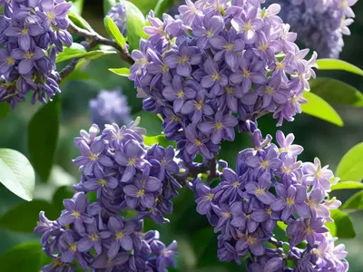 Syringa X Hyacinthiflora Scentara� Double Blue (Early Flowering Lilac)