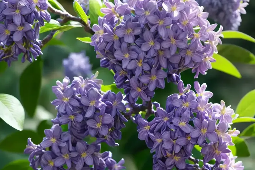 Syringa x hyacinthiflora scentara� double blue (early flowering lilac)
