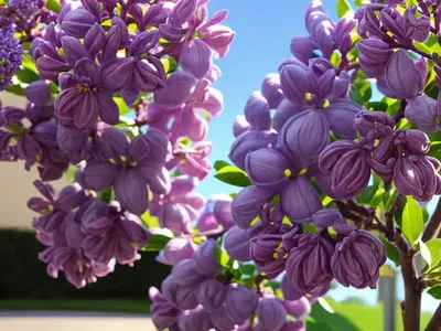 Syringa X Hyacinthiflora Scentara Pura� (Early Flowering Lilac)