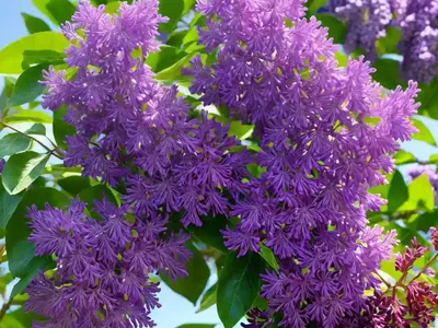 Syringa X Laciniata (Cutleaf Lilac)
