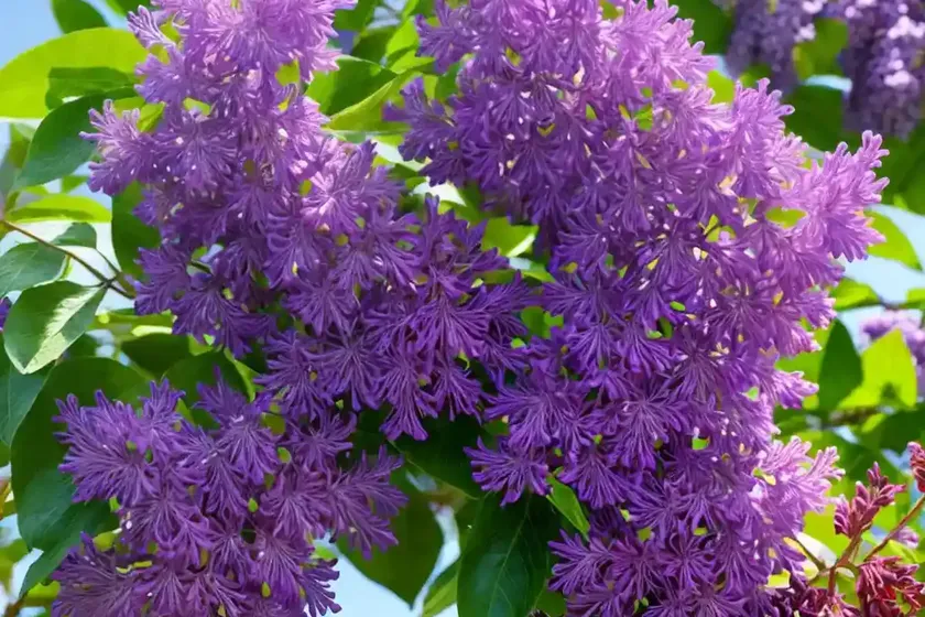 Syringa x laciniata (cutleaf lilac)