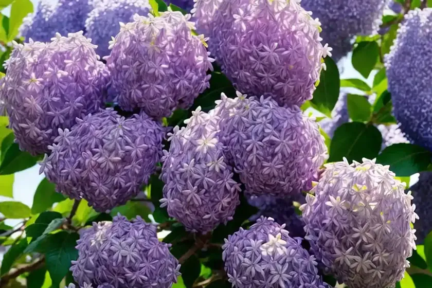 Syringa x oblata ‘betsy ross’ (lilac) — photo 2