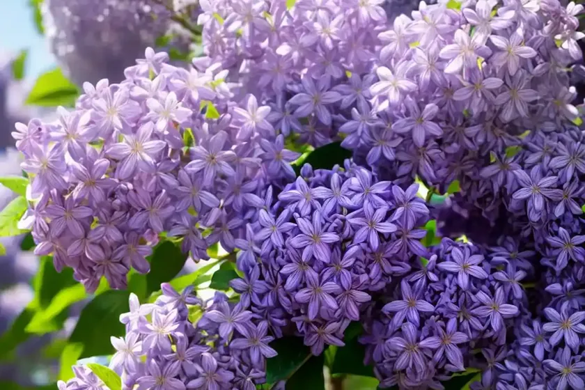 Syringa x oblata ‘betsy ross’ (lilac) — photo 3
