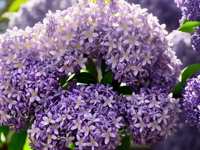 Syringa X Oblata ‘Betsy Ross’ (Lilac)