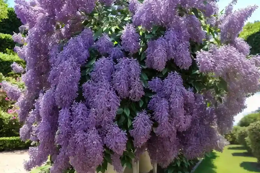 Syringa x persica (persian lilac) — photo 2