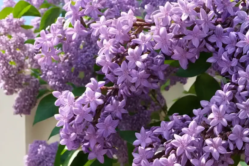 Syringa x persica (persian lilac) — photo 3