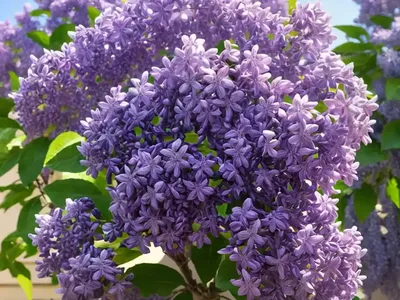 Syringa X Persica (Persian Lilac)