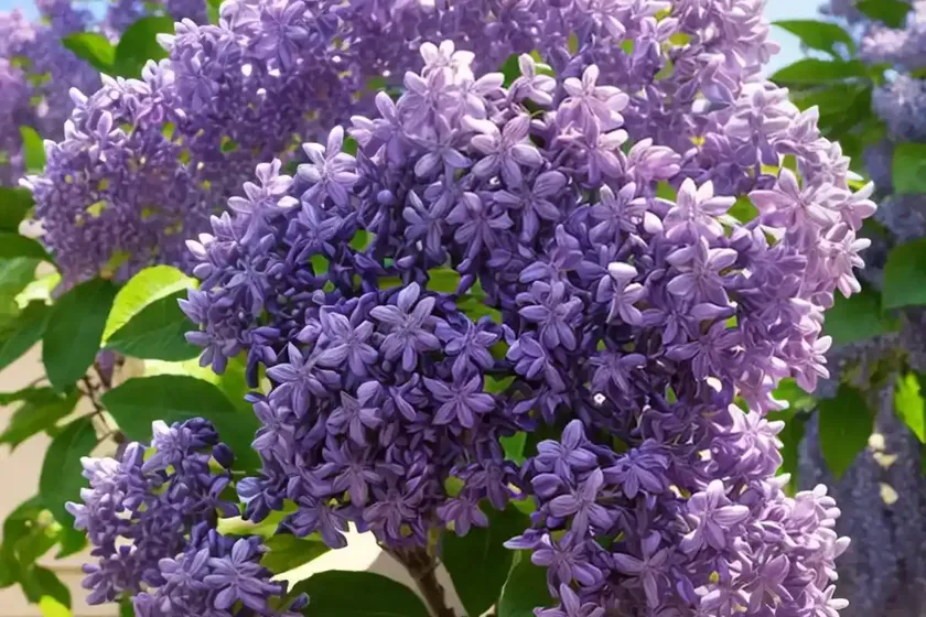 Syringa x persica (persian lilac)