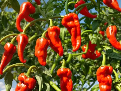 Tabasco Pepper (Capsicum Frutescens)
