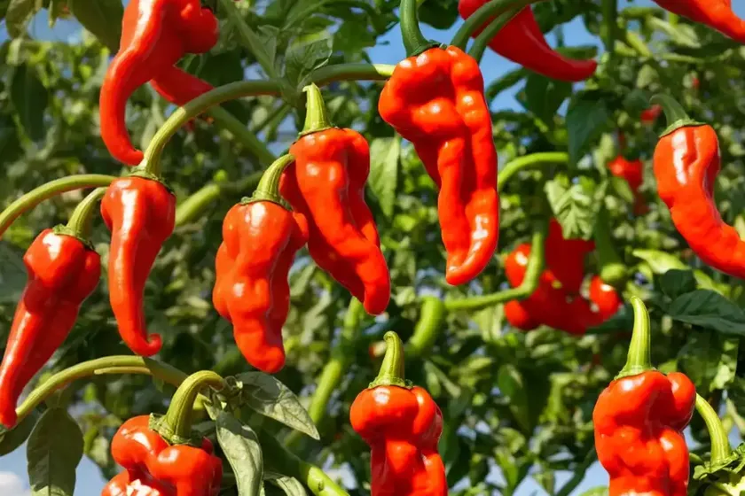 Tabasco Pepper (Capsicum Frutescens)