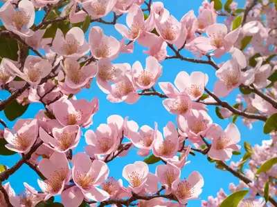 Tabebuia (Tabebuia Rosea)