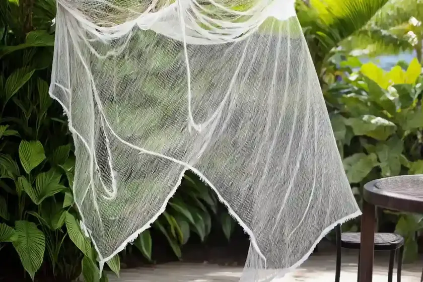 Tahitian bridal veil (gibasis geniculata) — photo 2