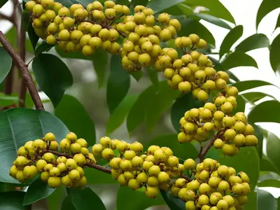 Taiwan Spicebush (Lindera Akoensis)
