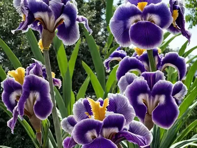 Tall Bearded Iris (Iris ‘Immortality’)