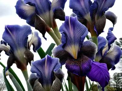 Tall Bearded Reblooming Iris (Iris ‘Winterland’)