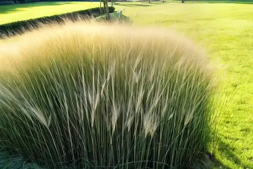 Tall fescue (schedonorus arundinaceus) — photo 2