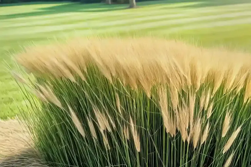 Tall fescue (schedonorus arundinaceus) — photo 3