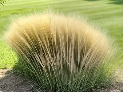 Tall Fescue (Schedonorus Arundinaceus)