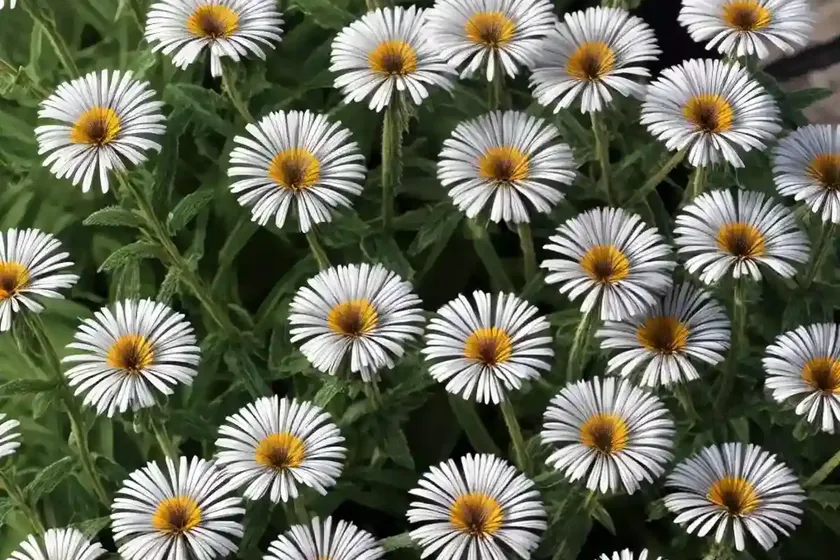 Tall fleabane (erigeron sumatrensis) — photo 3