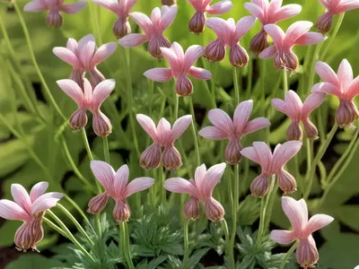 Tall Ramping Fumitory (Fumaria Bastardii)