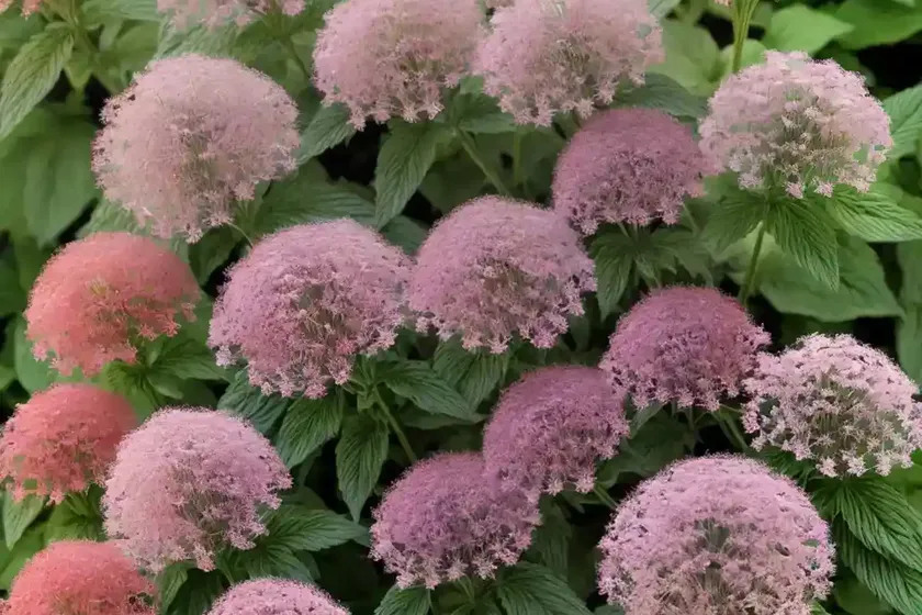 Tall Thoroughwort (Eupatorium Altissimum)
