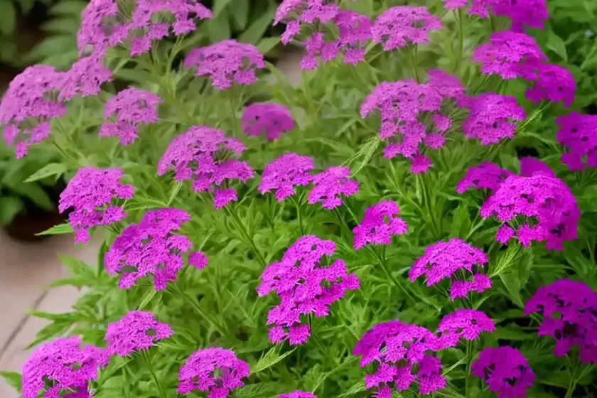 Tall verbena (verbena bonariensis) — photo 2