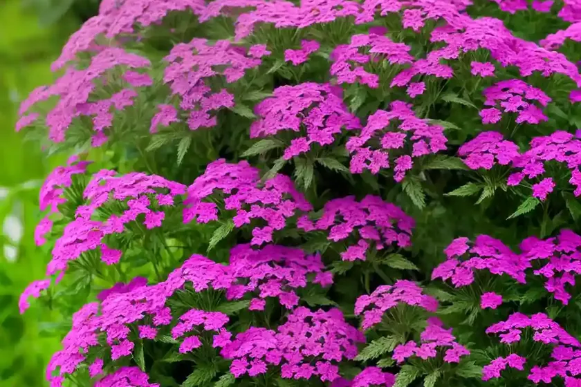 Tall verbena (verbena bonariensis) — photo 3