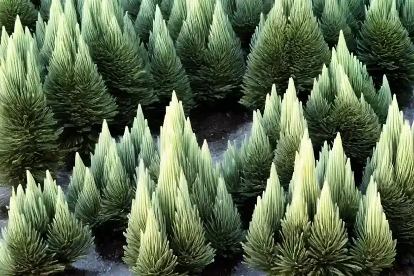 Tamarack (larix laricina) — photo 3