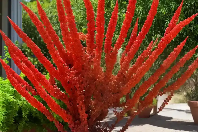 Tanner’s sumac (rhus coriaria) — photo 2