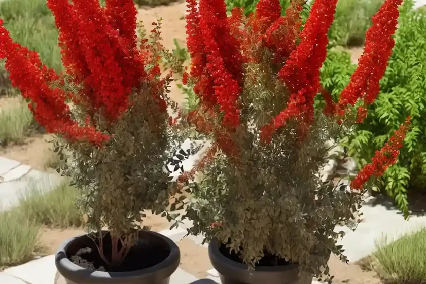 Tanner’s sumac (rhus coriaria) — photo 3