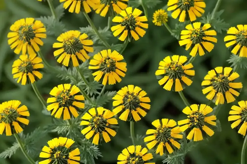 Tansy rosinweed (silphium pinnatifidum) — photo 2