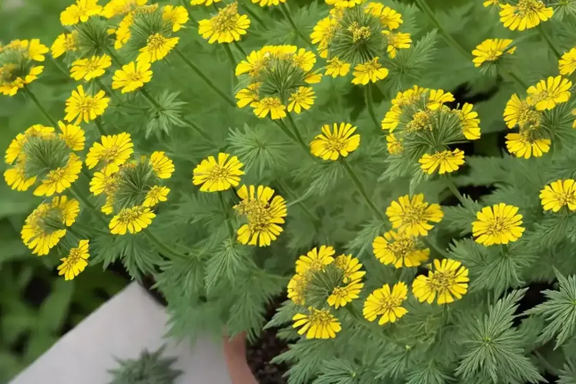 Tansy rosinweed (silphium pinnatifidum) — photo 3