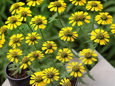 Tansy Rosinweed (Silphium Pinnatifidum)