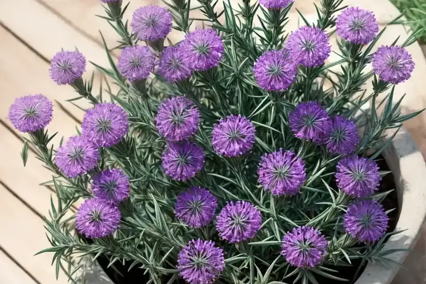 Tarragon (artemisia dracunculus) — photo 2