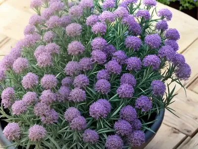 Tarragon (Artemisia Dracunculus)
