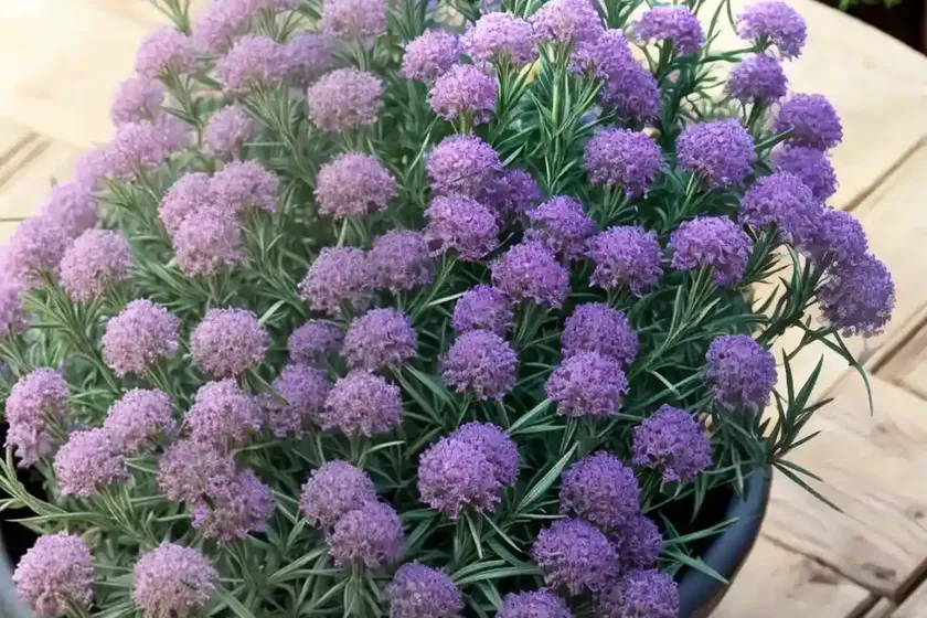 Tarragon (artemisia dracunculus)