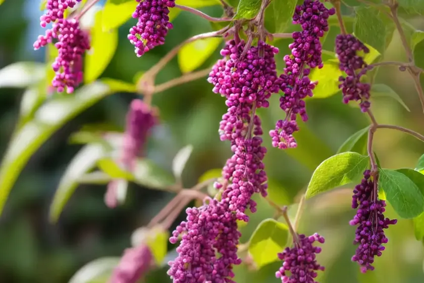 Tassel-berry (antidesma venosum) — photo 3