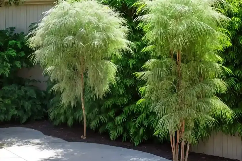 Tassel bush (garrya x issaquahensis) — photo 2