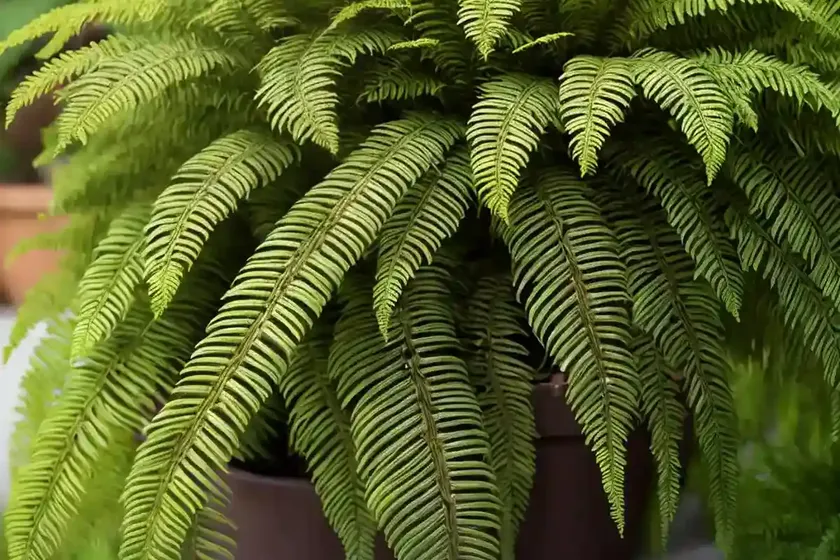 Tassel fern (polystichum polyblepharum) — photo 2