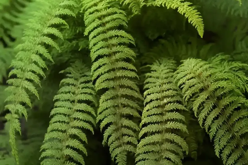 Tassel fern (polystichum polyblepharum) — photo 3