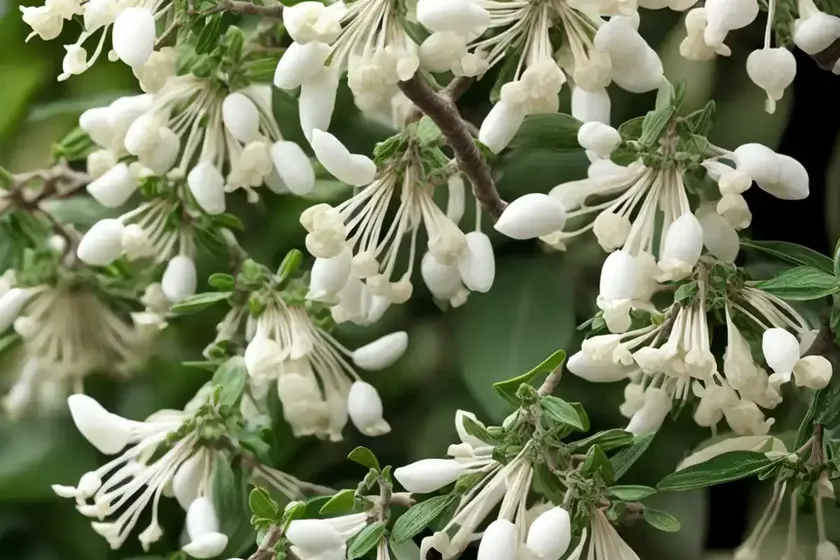 Tatarian Honeysuckle (Lonicera Tatarica ‘Alba’) — photo 2