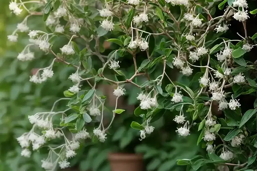 Tatarian Honeysuckle (Lonicera Tatarica ‘Alba’) — photo 3
