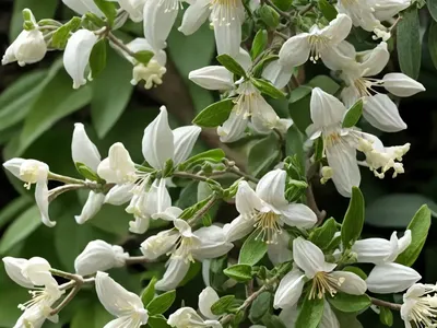 Tatarian Honeysuckle (Lonicera Tatarica ‘Alba’)