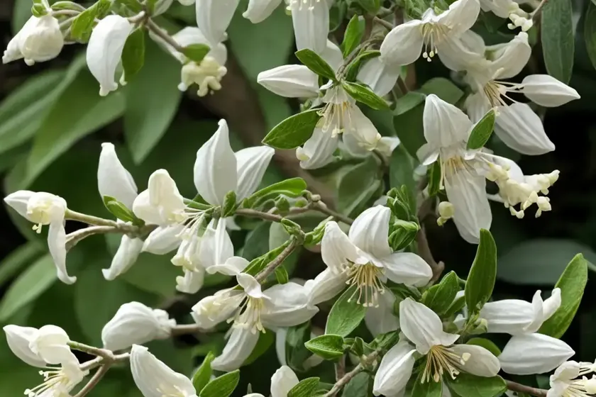 Tatarian Honeysuckle (Lonicera Tatarica ‘Alba’)